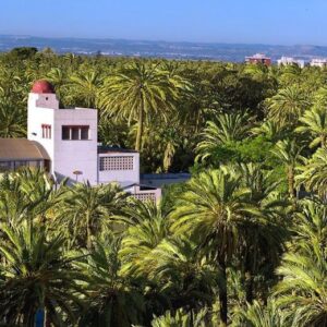 Bird perspective of palm grove in Elche.