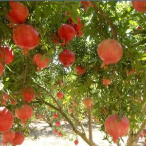 Pomegranate on a tree in Elche, Spain.