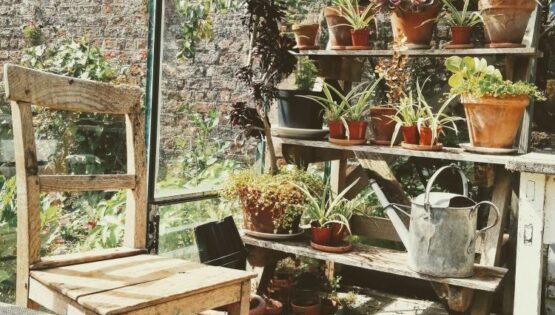 Sunny greenhouse with chair in it.