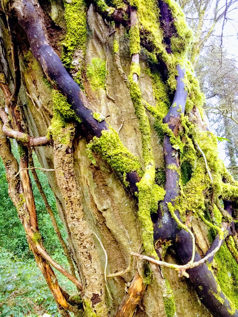 Mossy, overgrown tree trunk.