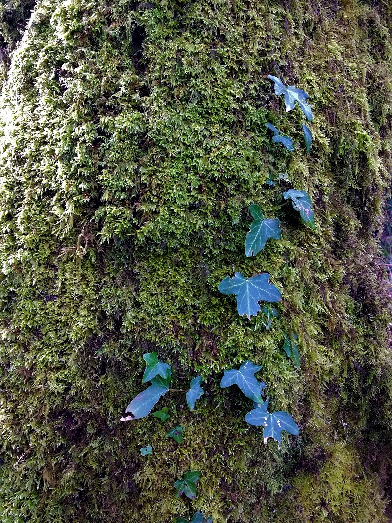 Close up of Ivy growing on a mossy tree.