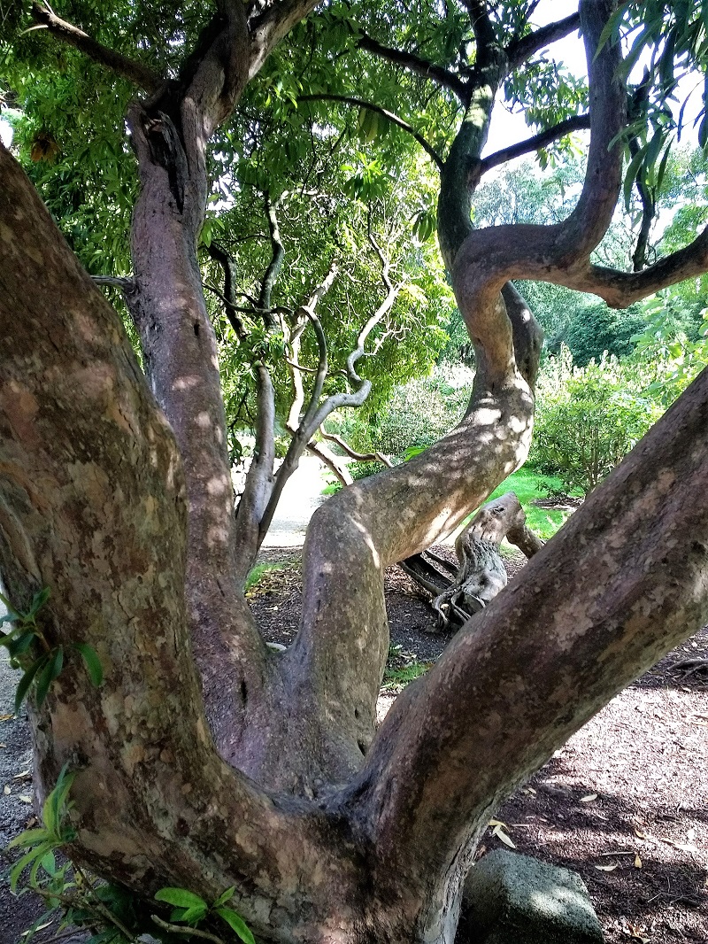Gnarly old tree.