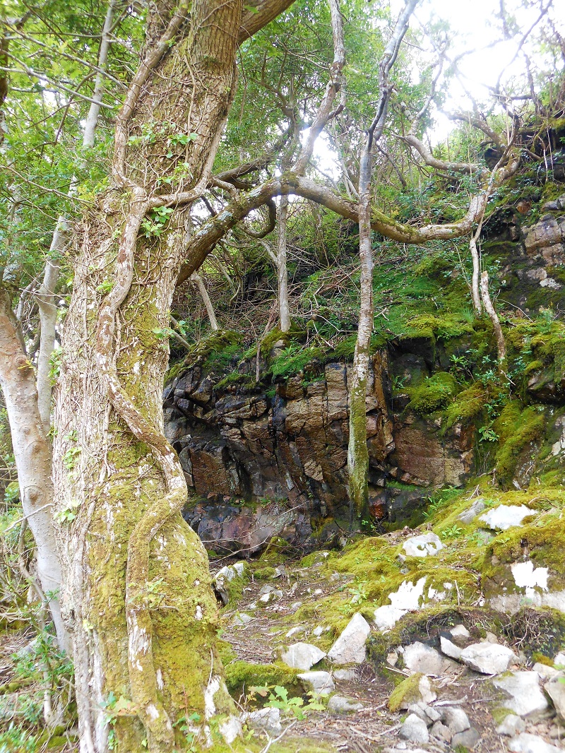 Old Tree in the Forest.
