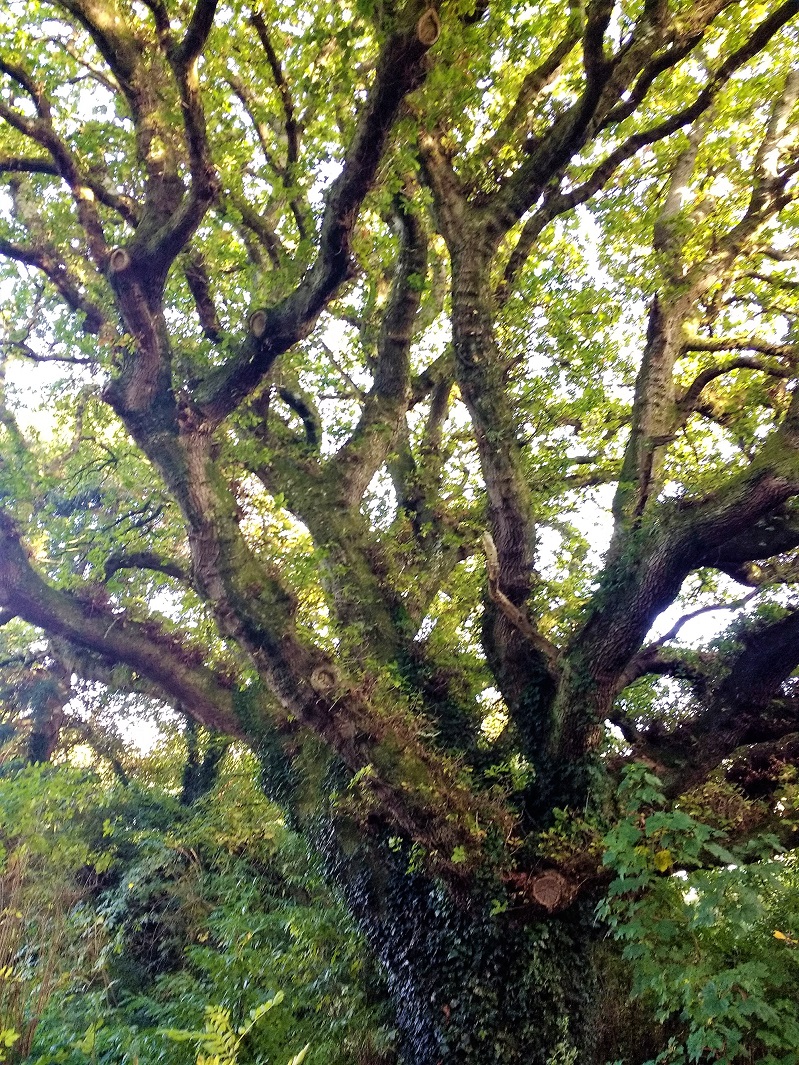 Tree top with light flooding through.