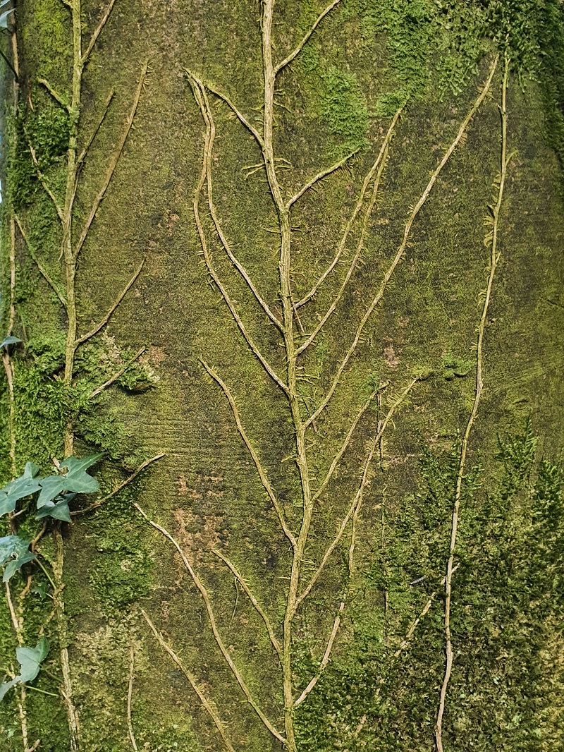 Plant growing like veins on a tree.