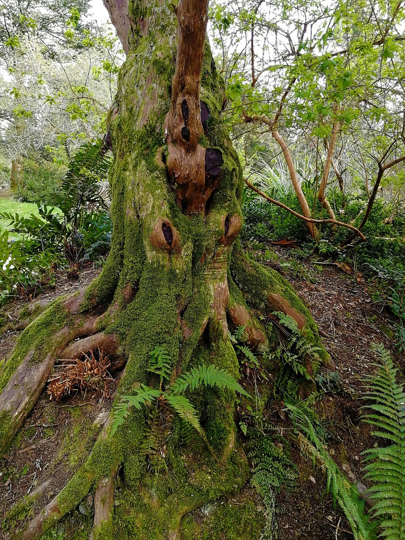 Giant root of a tree surrounded by ferns.