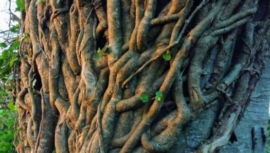 Tree trunk with "veins" in Belmont, Co. Wicklow.