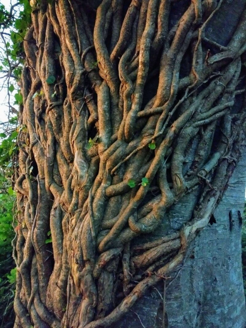 Tree trunk with "veins" in Belmont, Co. Wicklow.