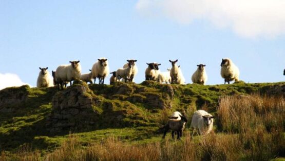 Sheep looking down from a hill.