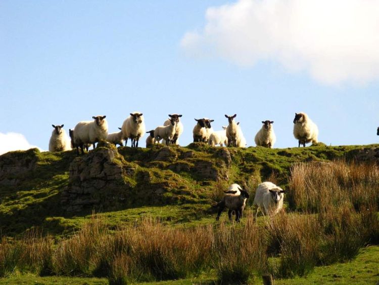 Sheep looking down from a hill.