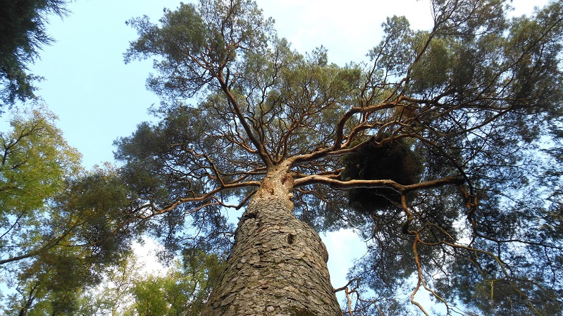 Looking up into the crown of a pine tree.
