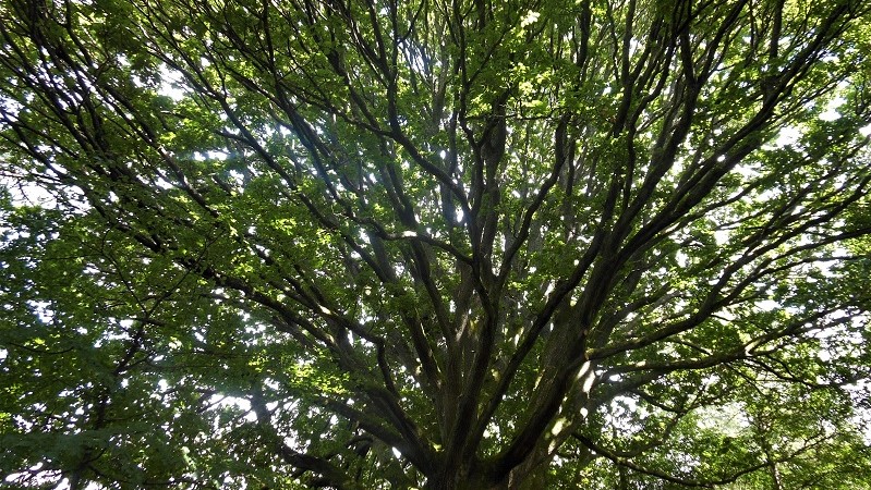 Close up of a leafy tree top.