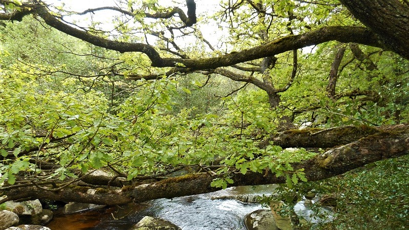 Big branch over a river.