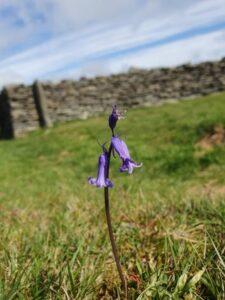Wildflower at Knockdrum Fort, West Cork.