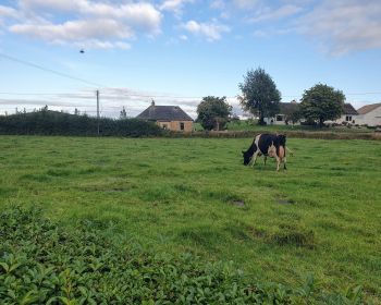 Grazing Cow in front of Bogoak Cottage, Co. Galway.