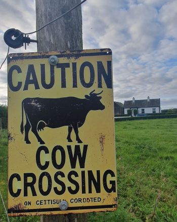 Cows Crossing Sign at Bogoak Cottage, Co. Galway.