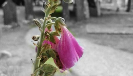 Pink Foxglove with crosses and headstones in the background; Glendalough, Co. Wicklow.