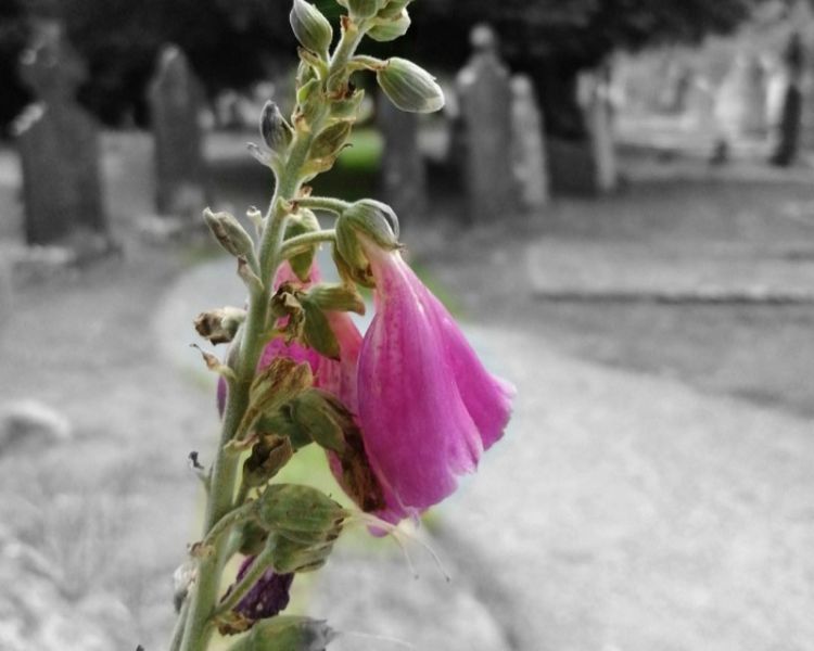 Eternity vs. Convenience: Finding Beauty in an Irish Wake
