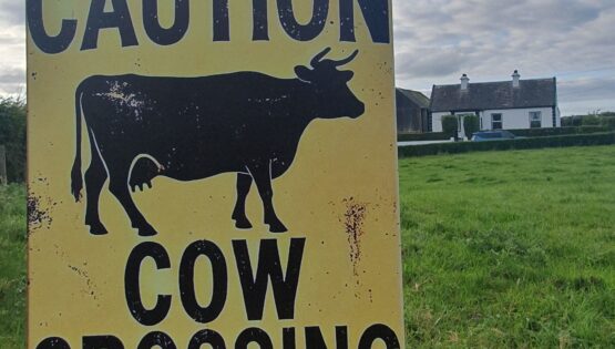 Sign "Cows crossing" at Bogoak Cottage, Williamstown, Co. Galway.